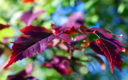 498603 (a): :2560x1600